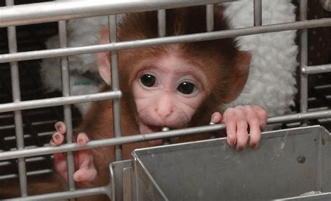 Video Of Cruel Nih Experiments On Baby Monkeys Goes Viral