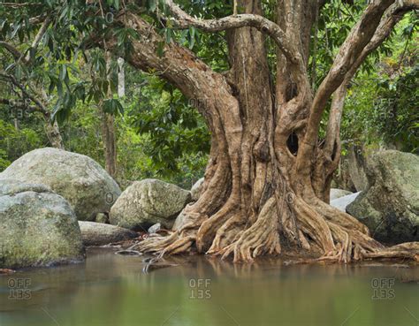 Tree With Large Roots By Water Stock Photo Offset