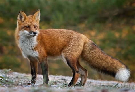 The Red Fox Vulpes Vulpes Prince Georges County Parents Maryland Blog
