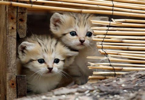 Endangered Sand Cats Now Can Be Seen At Cincinnati Zoo