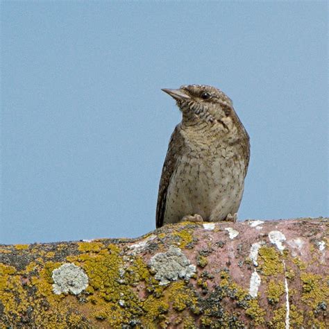 Ebird Checklist Jun Bush Near Road Species