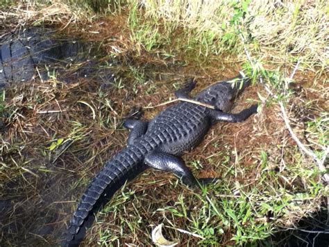 Crocodile Soaking Up The Summer Sun In The Luscious Everglades