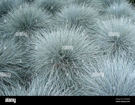 Fescue Blue Hi Res Stock Photography And Images Alamy