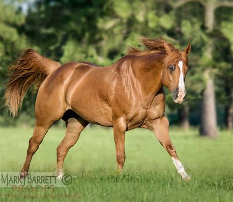 Stunning Sorrel American Quarter Horse Gelding Running At Pasture
