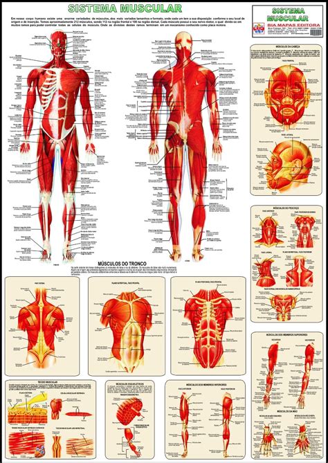 Sistema Muscular • Bia Mapas