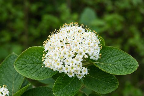 Viburnum Shrubs Care And Growing Guide