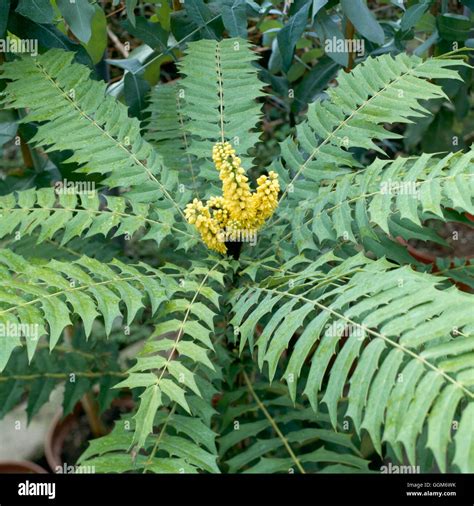 Mahonia Lomariifolia Trs010331 Stock Photo Alamy