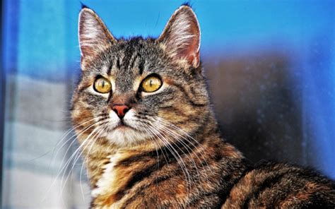 Fun Facts About Tabby Cats Gilbert Az Anasazi Animal Clinic