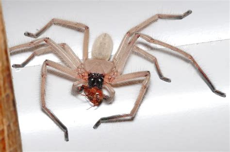 The huntsman spider, commonly found in australia and other parts of the world, typically has a 1 inch (2.5 centimeter) body and a leg span of up to 5 its namesake comes from the way it hunts and kills its prey instead of using a web like other spider species. nice Giant Huntsman Spider Carries Away A Mouse With Its ...