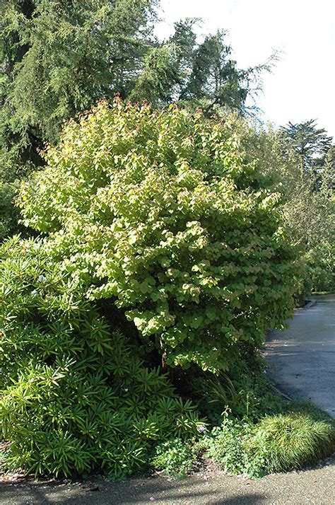 Heronswood Globe Katsura Tree Cercidiphyllum Japonicum Heronswood