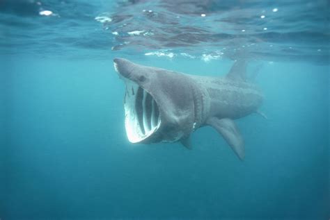 Basking Shark Facts Cetorhinus Maximus