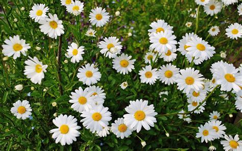 Marguerite Wildflowers Flowering Plant Flowers With White Petals Yellow