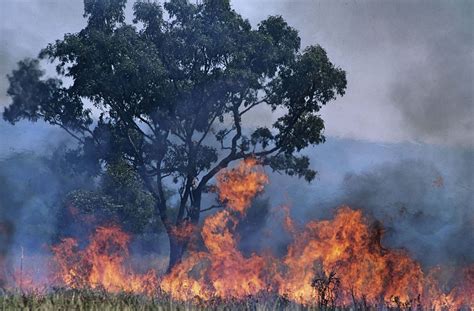 australian bushfires the good the bad and the ugly focused vision