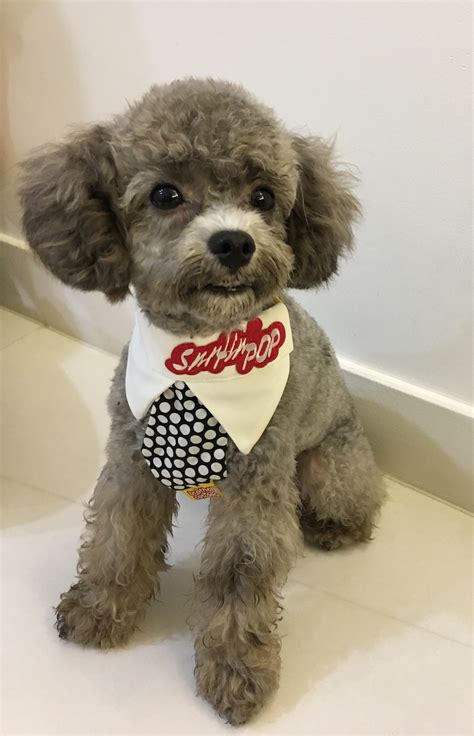 Toy Poodle Haircuts Pictures Huxtable The Poodle Toy Poodle Blog