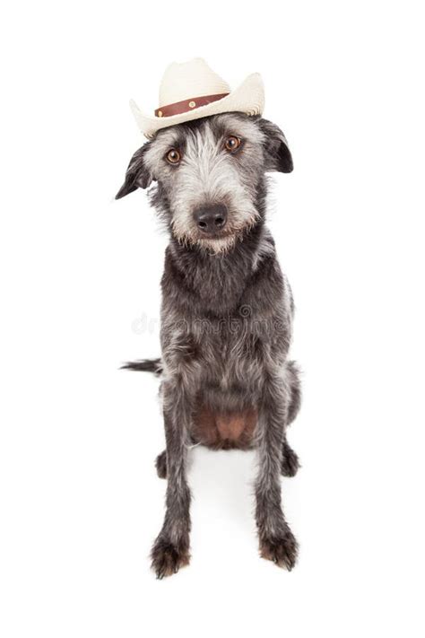 258 Dog Wearing Cowboy Hat Stock Photos Free And Royalty Free Stock