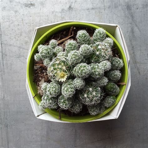 Thimble cactus is propagated easily with the help of its offsets. Mammillary a Fragilis (Thimble Cactus) | Succulents, Cacti ...