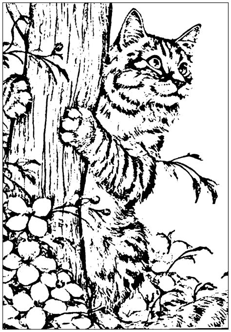 cat  print created   picture cats kids coloring pages