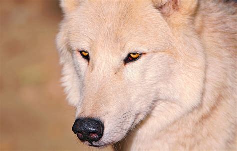 Wallpaper White Eyes Wolf Nose Images For Desktop Section собаки