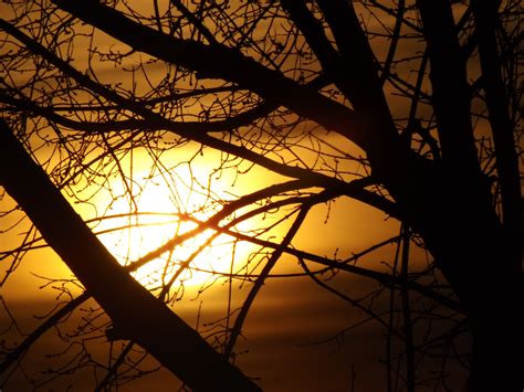 Free Images Tree Branch Light Cloud Sky Sun Sunrise Sunset