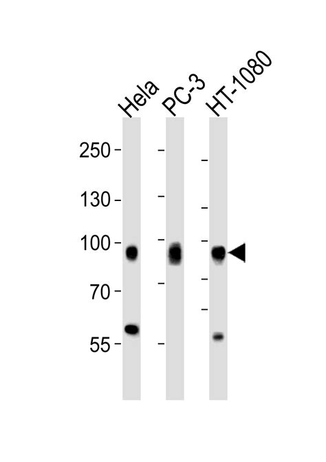 cd44 antibody c term purified rabbit polyclonal antibody pab wb e buy now