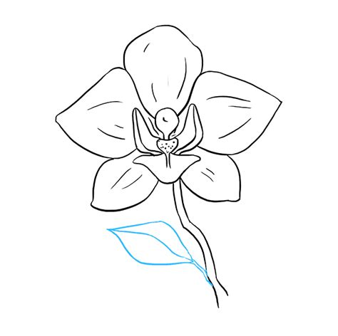 How To Draw A Beautiful Orchid Really Easy Drawing Tutorial