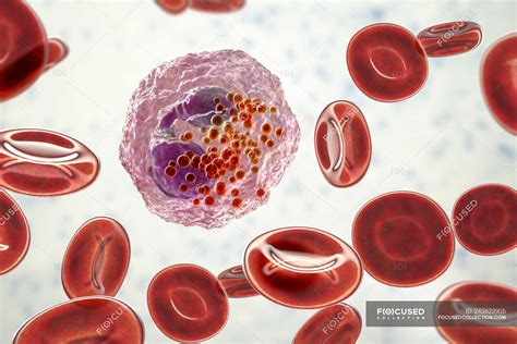 Digital Illustration Of Eosinophil White Blood Cells With Lobed Nuclei