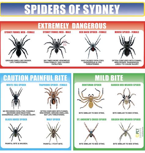 Spider Identification Chart California