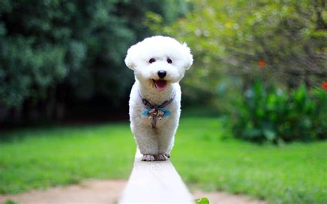 Bichon Frise : Facts, Pictures, Vaccination, Diseases and Fun Facts.