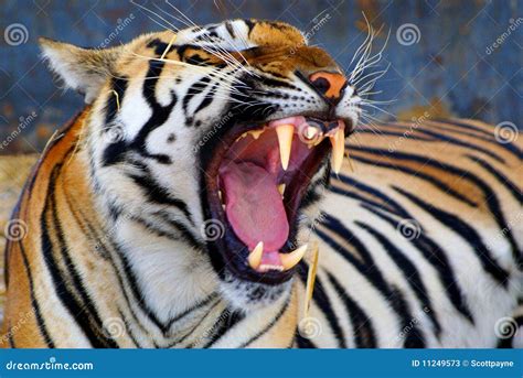 Tigers Teeth Stock Photos Image 11249573
