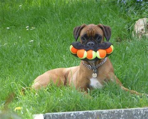 Why not consider impression previously mentioned? Boxer dog with mouth full of tennis balls | LuvBat