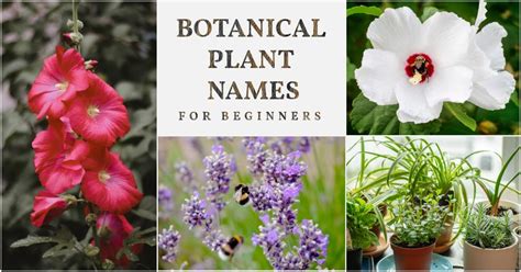 How To Understand Botanical Plant Names For Beginners