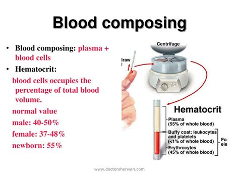 Ppt Blood Physiology Powerpoint Presentation Free