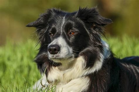 15 Border Collie Mixed Breeds With Pictures Hepper