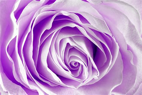 75 Purple Rose Wallpapers
