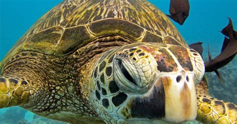 Honu Hawaiian Diving Hawaiian Green Sea Turtle