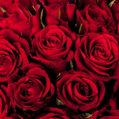Le Bouquet De Roses Rouge Pivoine
