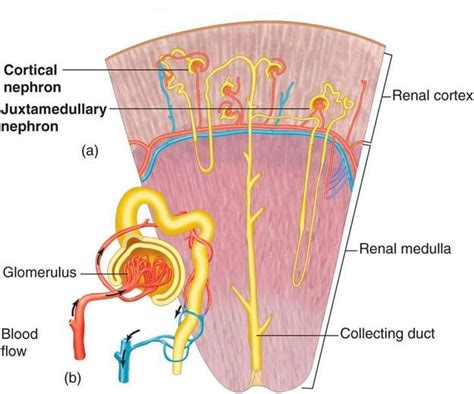 50 Best Images About Study On Pinterest Loop Of Henle Red Blood