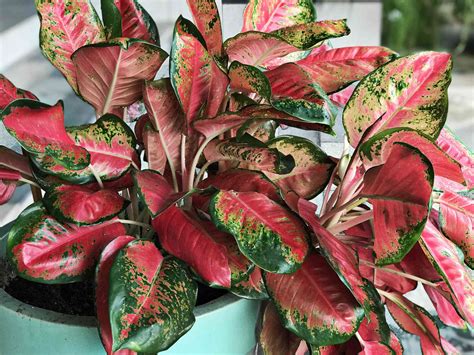 King Of Foliage Plants Aglaonema Chinese Evergreen Indoor Plant Easy