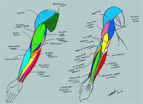 Arm Anatomy Reference Sheet By