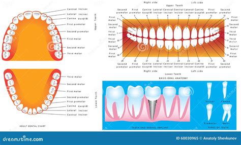 Anatomy Teeth Vector 21028813
