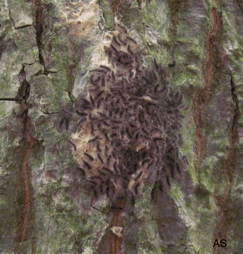 Larvae hatch from eggs in spring. Gypsy Moth Larvae Hatching From an Egg Mass