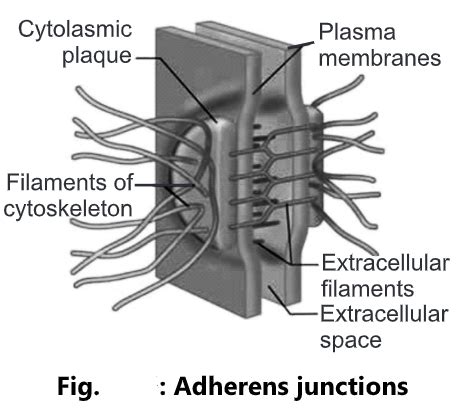Types Of Cell Junctions Biology Ease