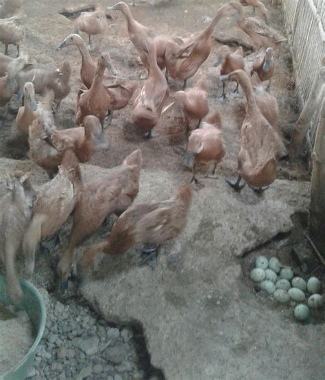 Jual Telur bebek mentah