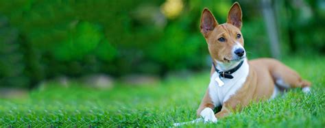 Basenji Dog Breed Facts And Information Wag Dog Walking