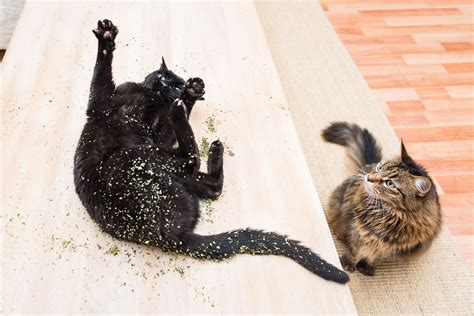 Animal Photographer Take Photos Of Cats High On Catnip And Its
