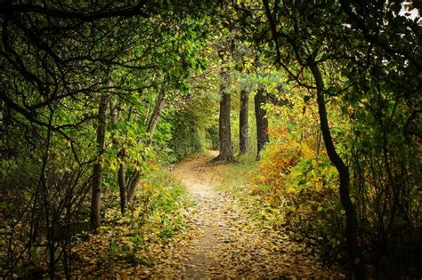 Autumn Forest Trail Covered With Yellow Leaves Road Stretching Into The