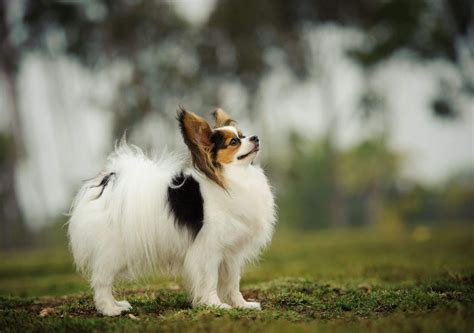 Top 10 Smartest Dog Breeds | Pet Lovers | Smartest dogs, Dog breeds, Smartest dog breeds