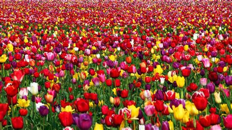 35 Field Of Tulips Wallpaper On Wallpapersafari