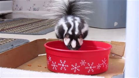 Baby Skunks Trying To Spray Funniest Compilation Youtube
