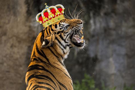 Why Tiger King Became The Perfect Cultural Phenomenon Washington